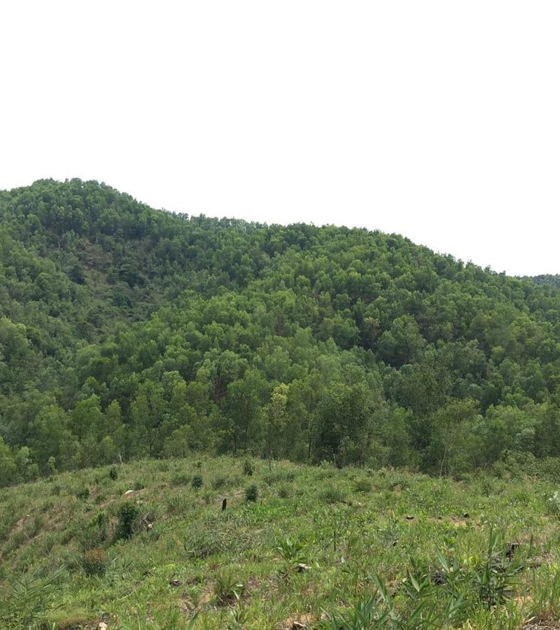Tan Lien Thanh Forest